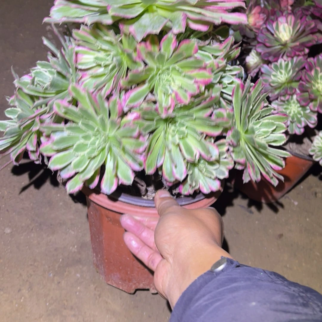 12-13-15不知名法师锦