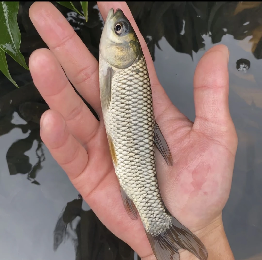 X四川草鱼鲫鱼水库发货好养活新手可养