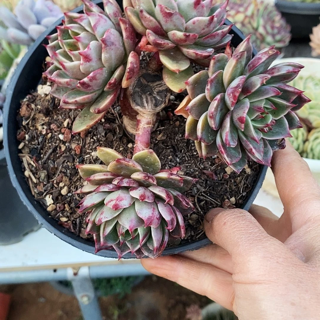 多肉植物圣诞麋鹿90