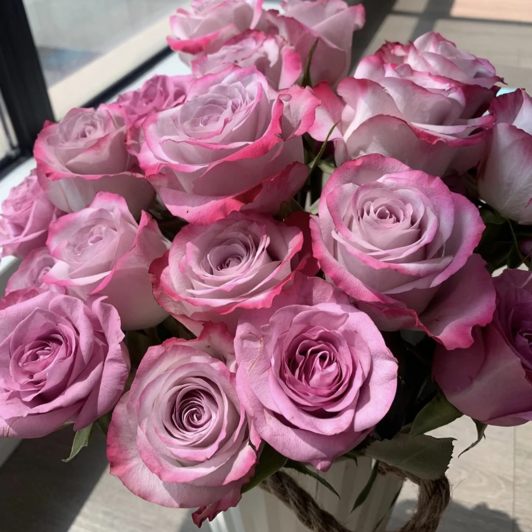 【气场】阿木 春季精品独颗切花月季露天苗四季开花