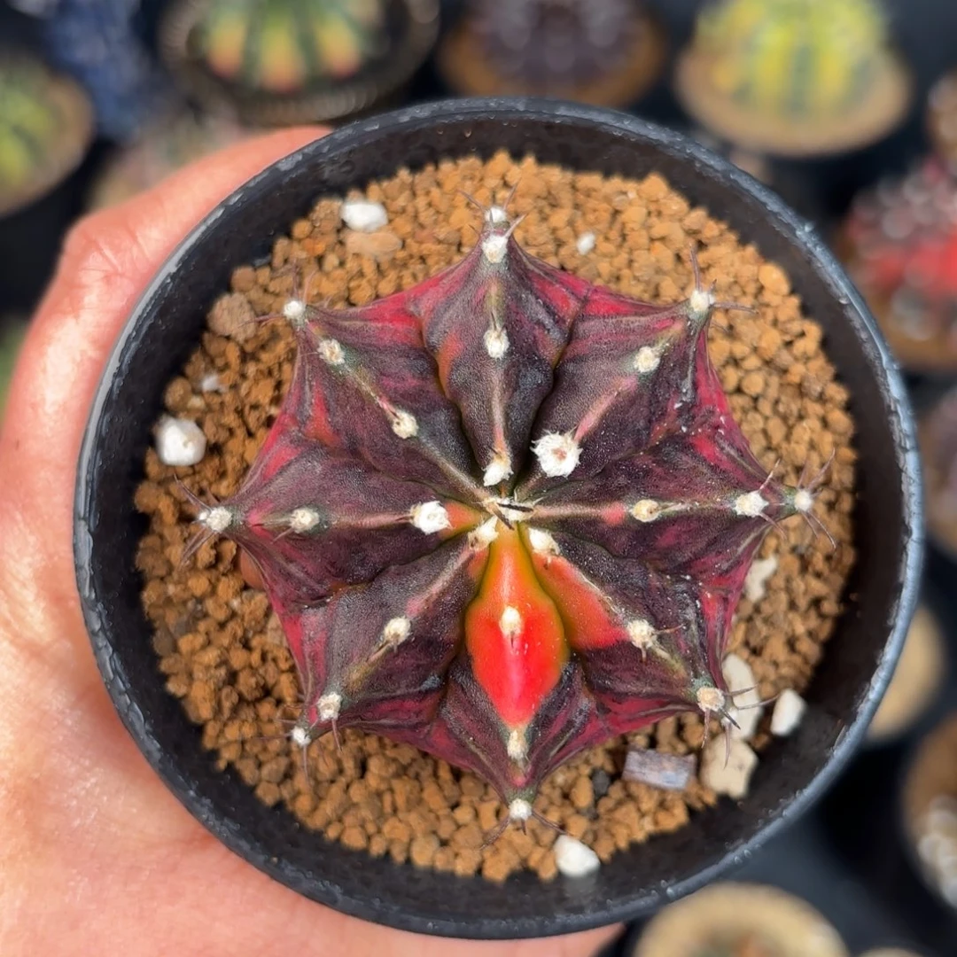 泰系米哈实生仙人球81