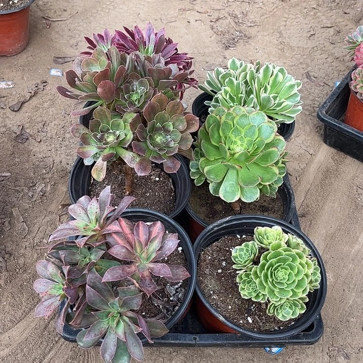 611多肉植物组合，