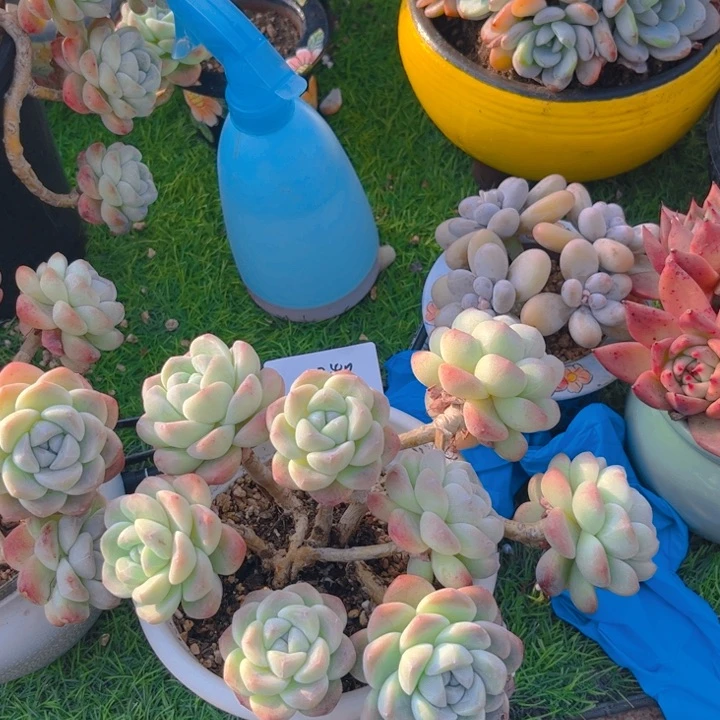 嫁接冰玉多肉植物