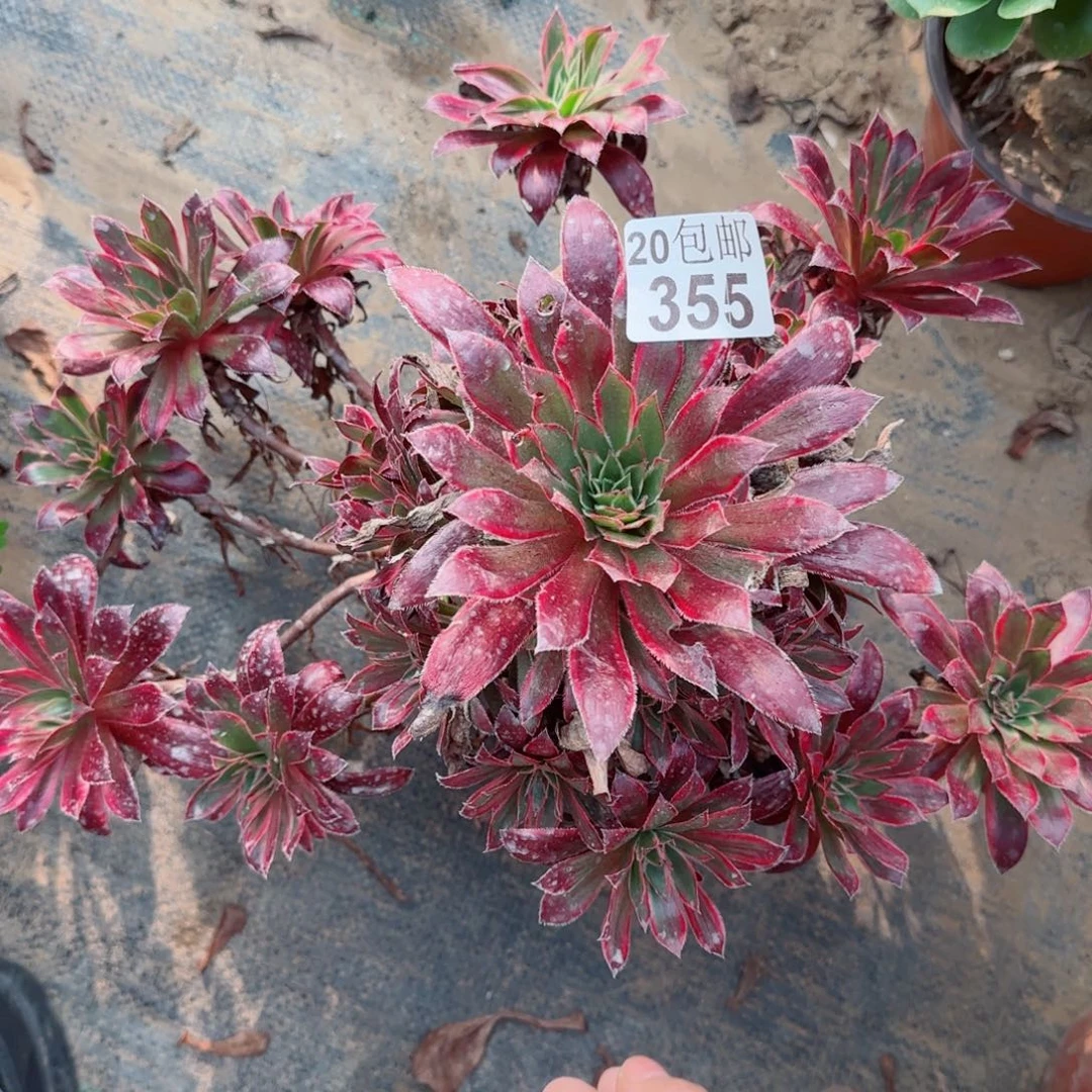 惊鸿仙子355满20包邮断枝不包