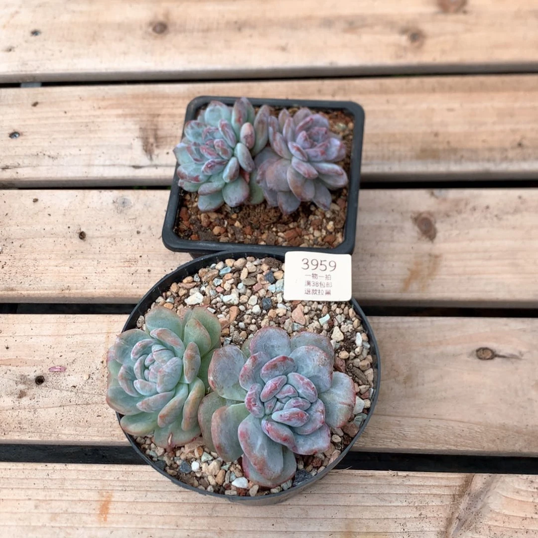 罗***敏11厘米双头星影石化两颗79.9