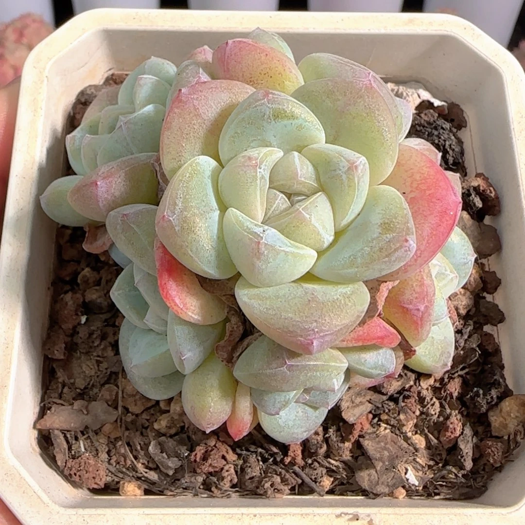 曹***胖多肉0105-207冰玉