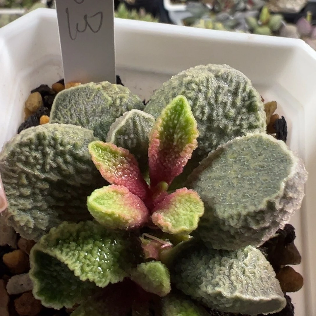 159绿色系实生新品