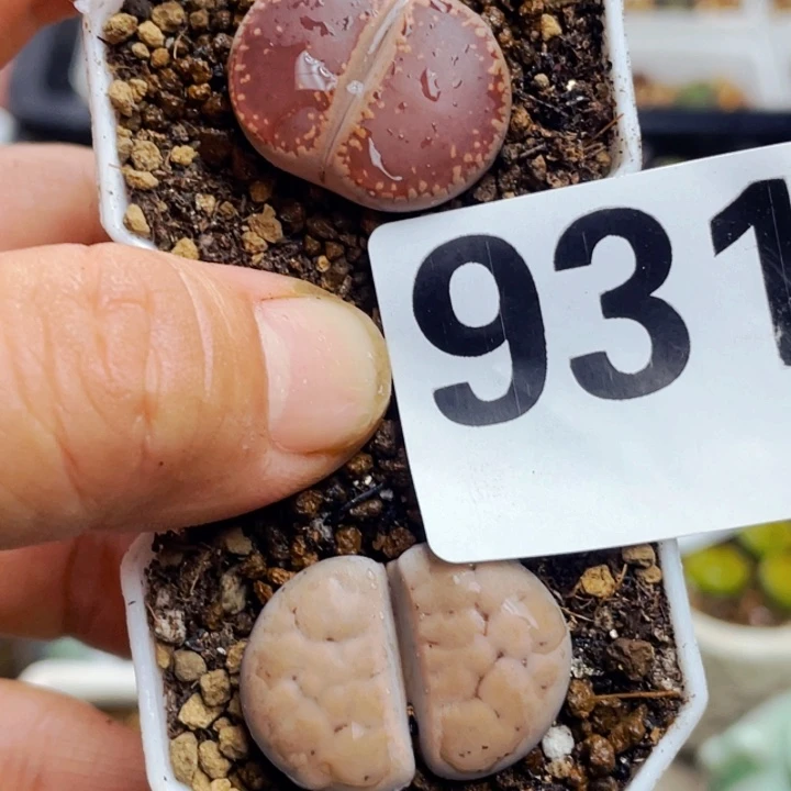 931母本两颗ko花纹玉