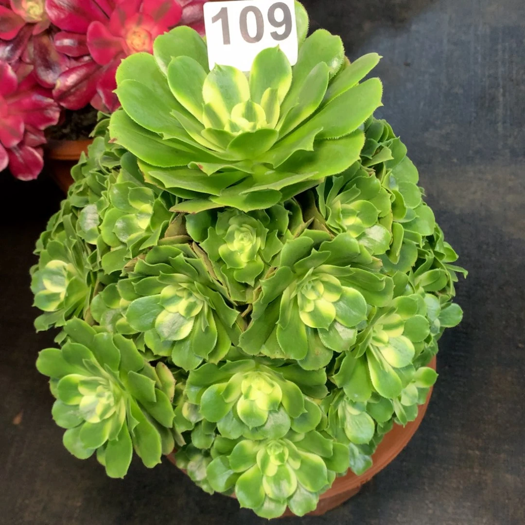 禹***辛尼亚109法师多肉植物65000000