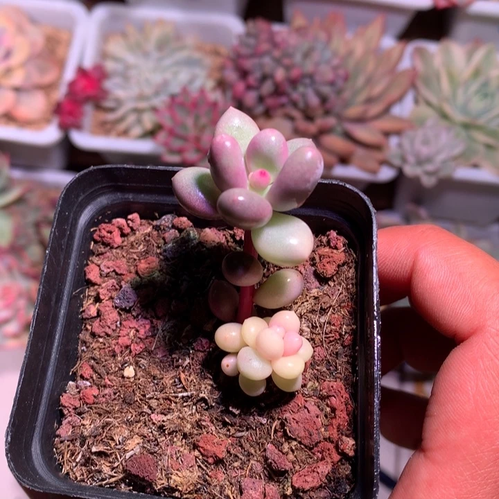 白蛋黄奶锦锦锦锦锦