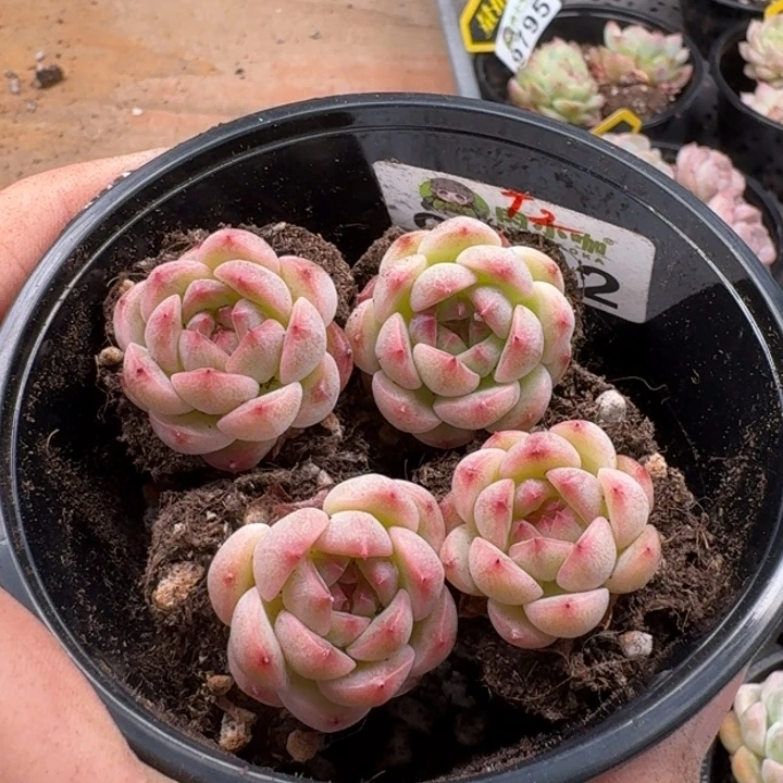 当前无花朵，栽培后可花朵多肉植物多肉植物