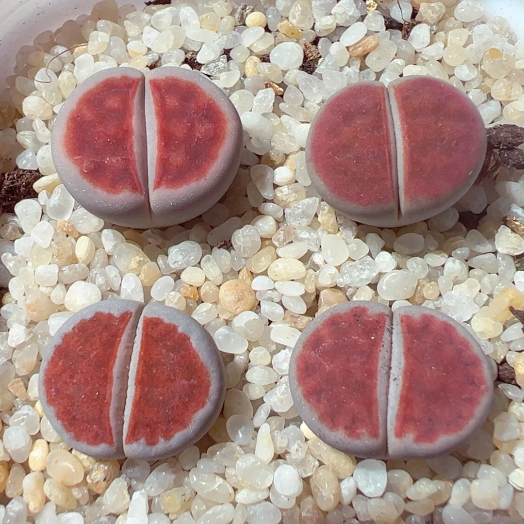 110-275多肉多肉朱唇