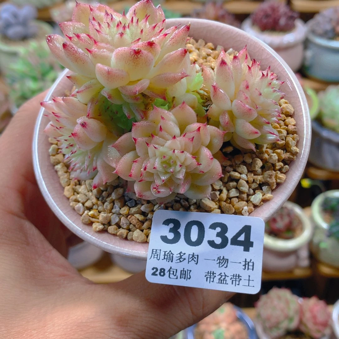 精控多肉植物3034