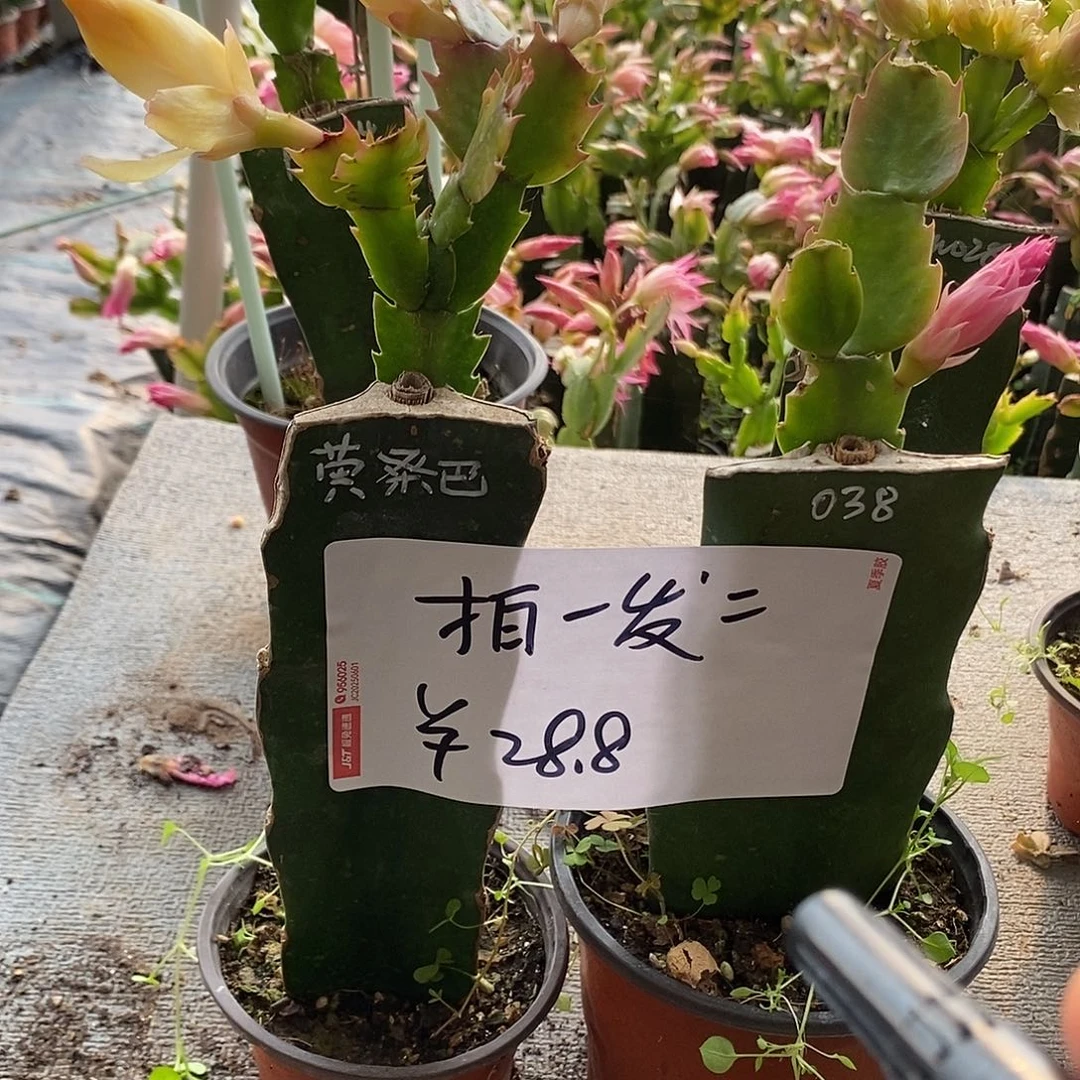全部花朵火龙果嫁接拍一发二福利