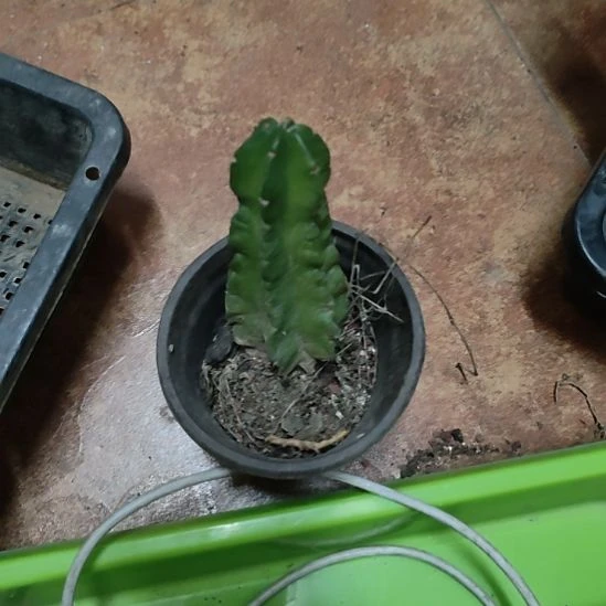 仙人球紫翠虾带根