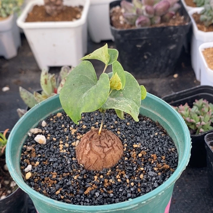 只*?龟甲龙，一物一拍，