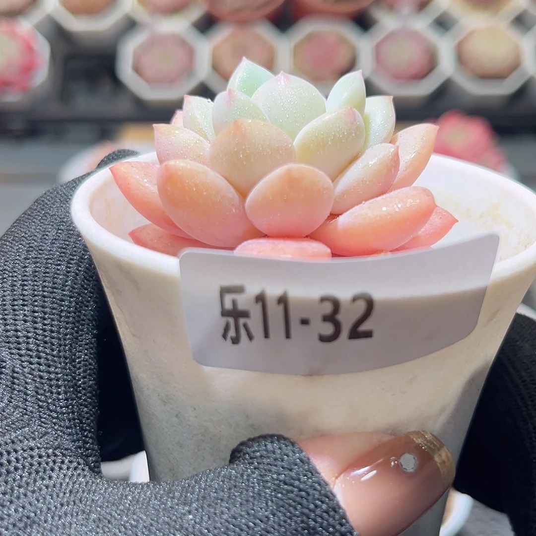 乐11-32 白玉单头