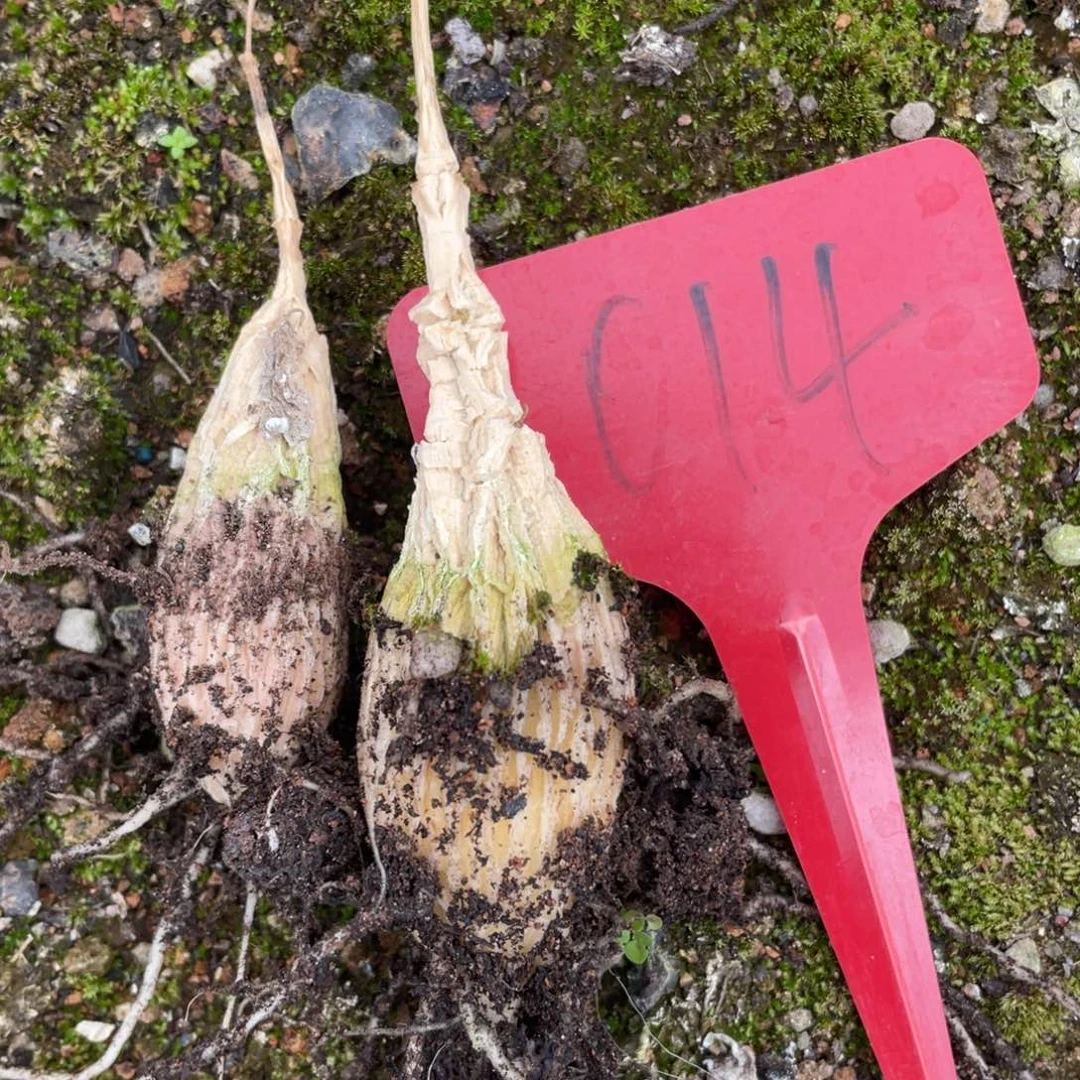 客户专拍2个龟甲萝魔