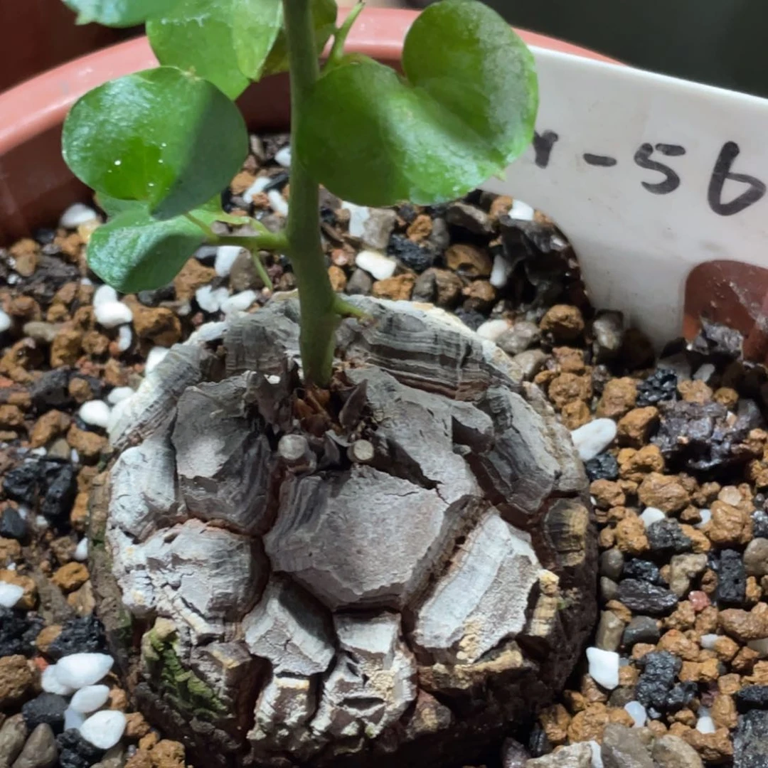 盆栽，龟甲龙6.6公分