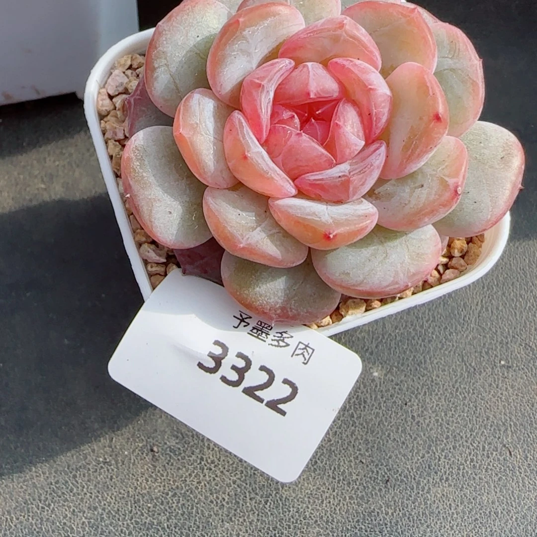 悠兰珍妮，3322多肉植物