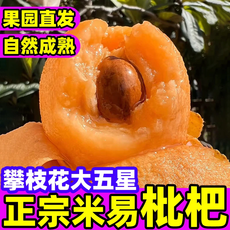四川正宗攀枝花大五星米易枇杷新鲜水果米易甜琵琶整箱包邮