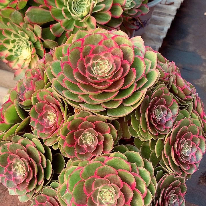 粉花妖，多肉植物