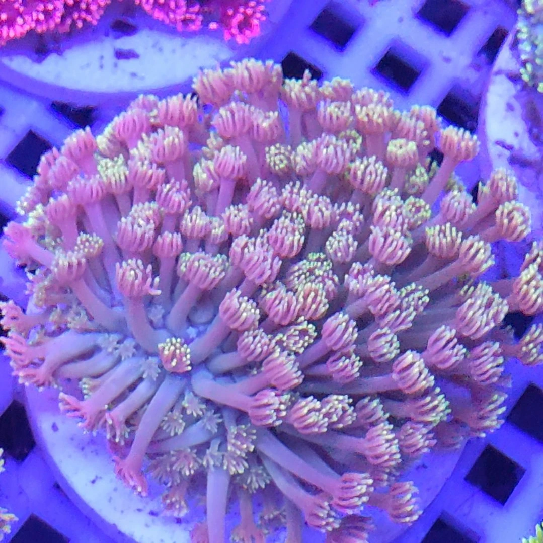 智海海洋珊瑚馆 竞拍链接