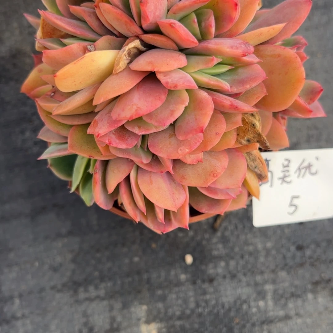 吴**-绮罗缀多肉植物