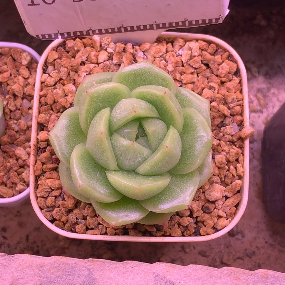 青柠编号麦秆58包邮