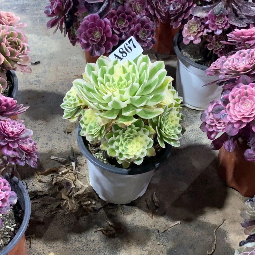 嫩桩伊丽莎白867多肉法师