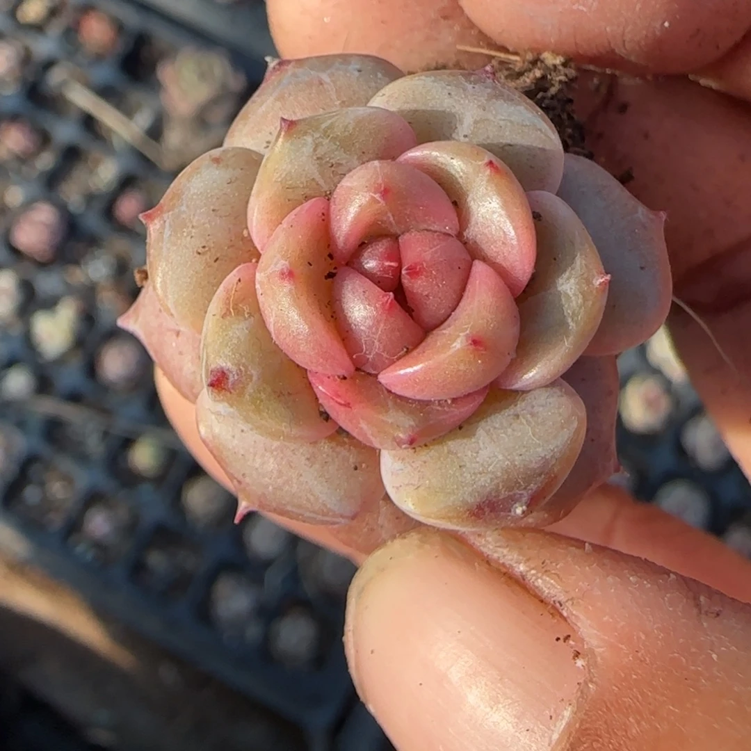 多肉小卡拉米糖心一物一拍