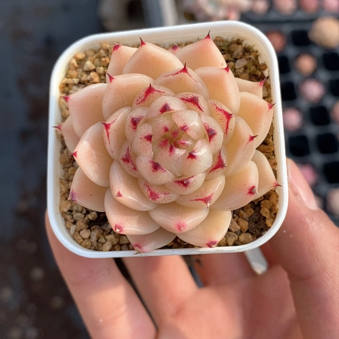 ?HM109多肉多肉多肉多肉多肉多肉多肉