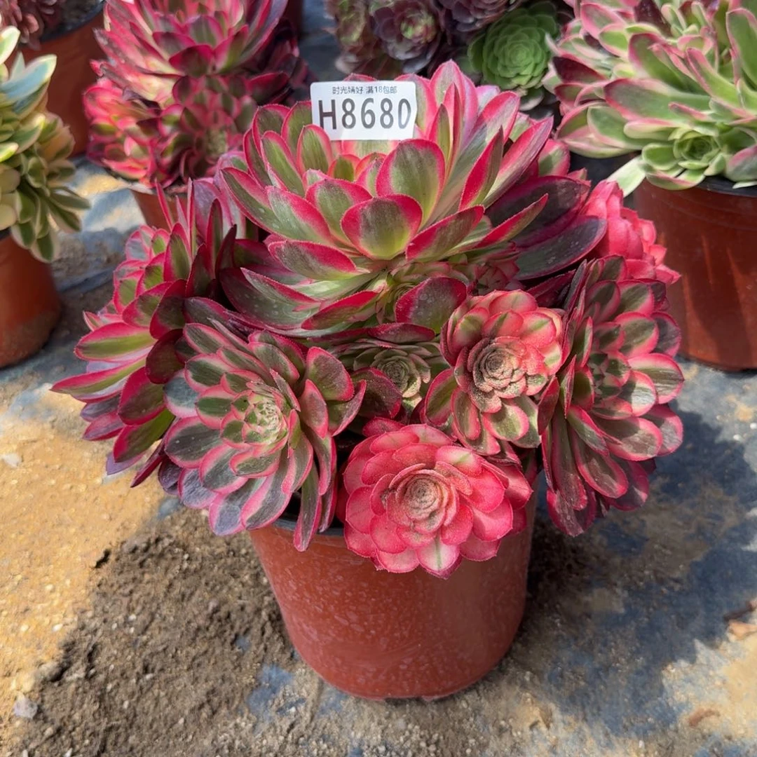 8680荔枝。 多肉植物