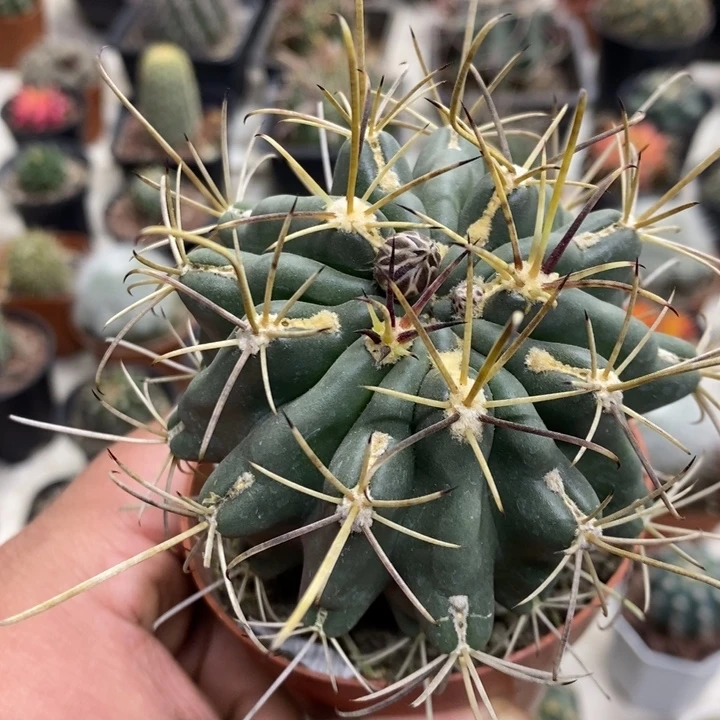 实生黑罗莎特价福利