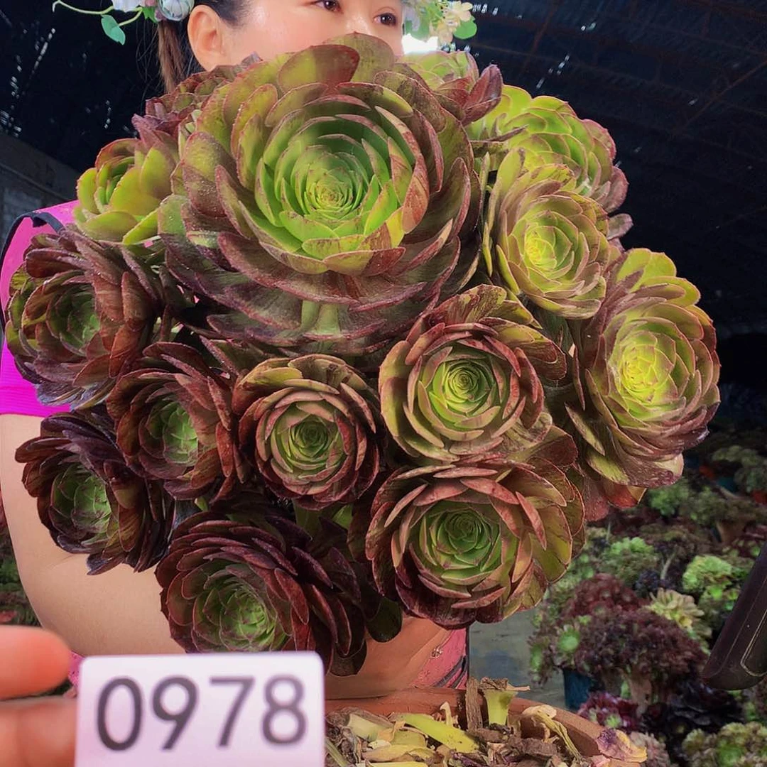 无花朵柒哥多肉法师不包侧断枝978