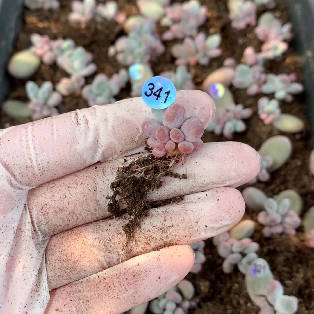 彩虹奶酪多肉哈哈哈哈哈341
