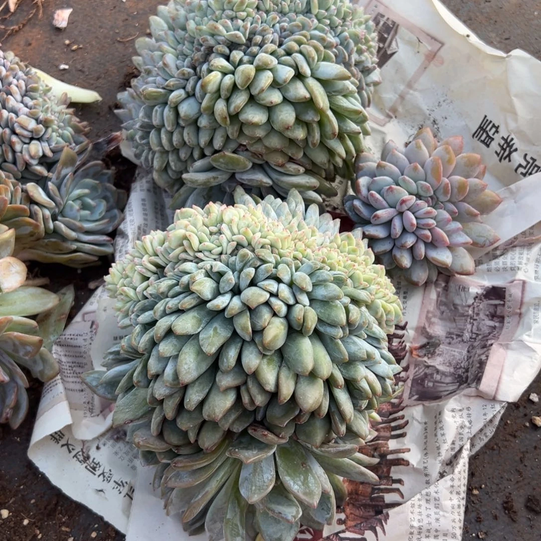 鑫***鑫缀化呀呀呀呀呀呀呀呀