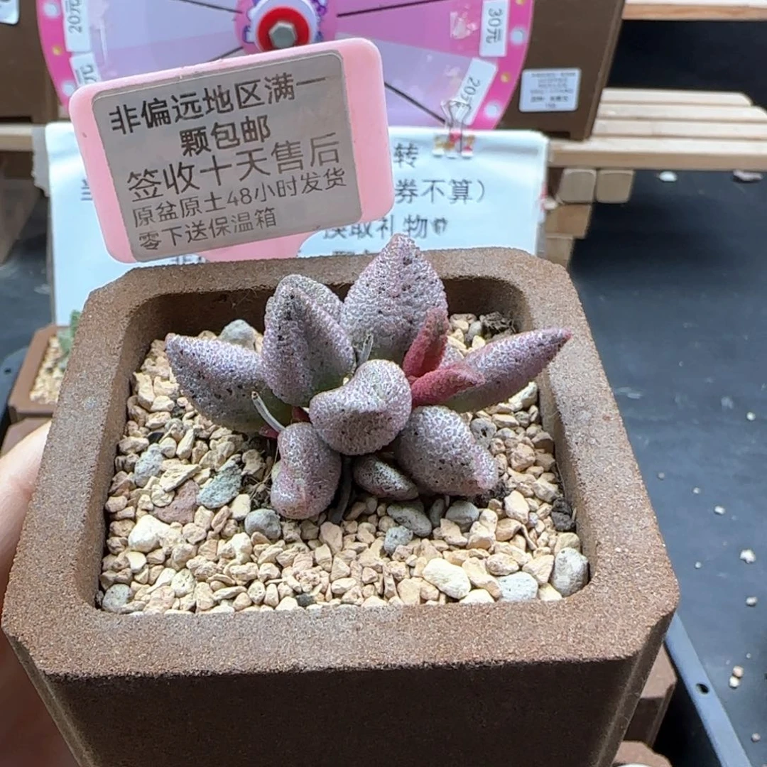 036黑酱多肉植物