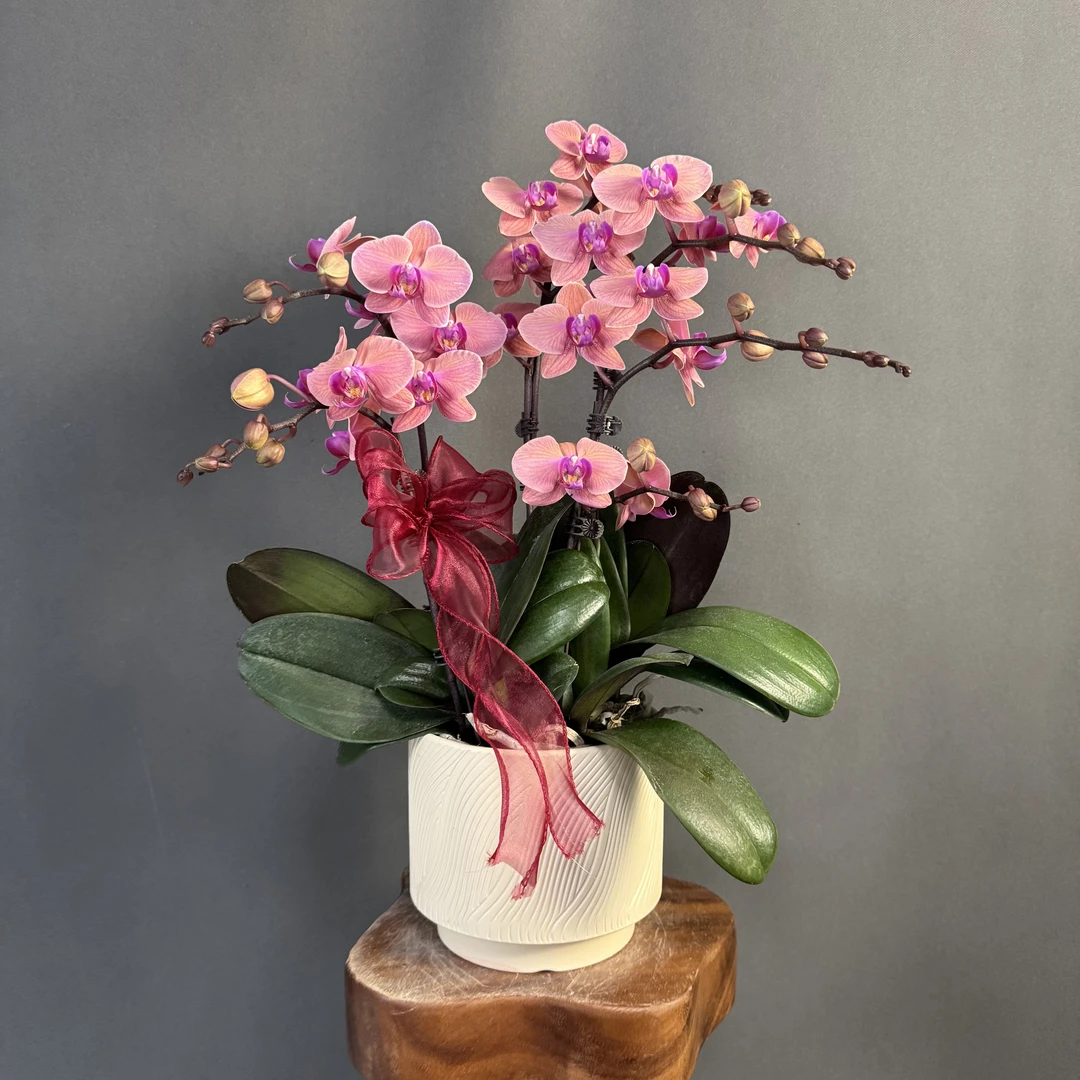 【纳博纳】欧品 复古橙色系花量大花苞多爆花中型 蝴蝶兰  室内花卉