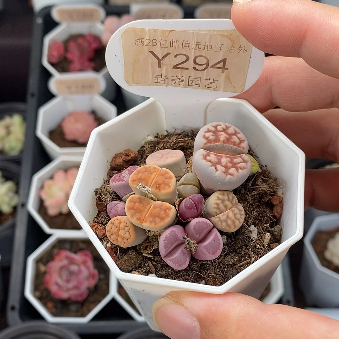 0294 5cm 生石花