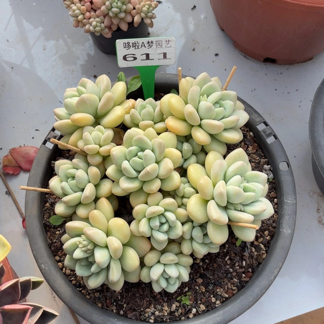 蓝*开开心心每一天611