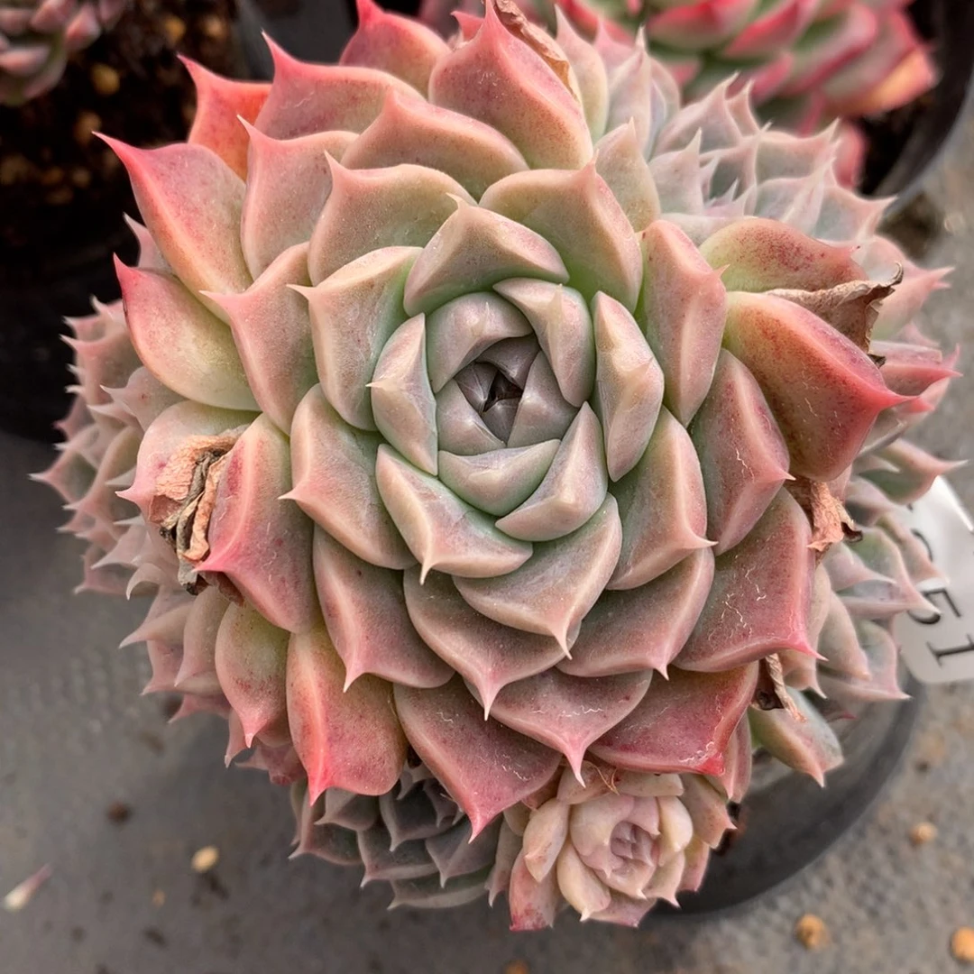 5851新年快乐发发发