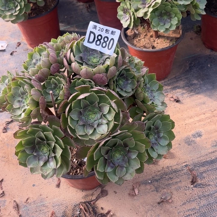 880万圣节不包断枝