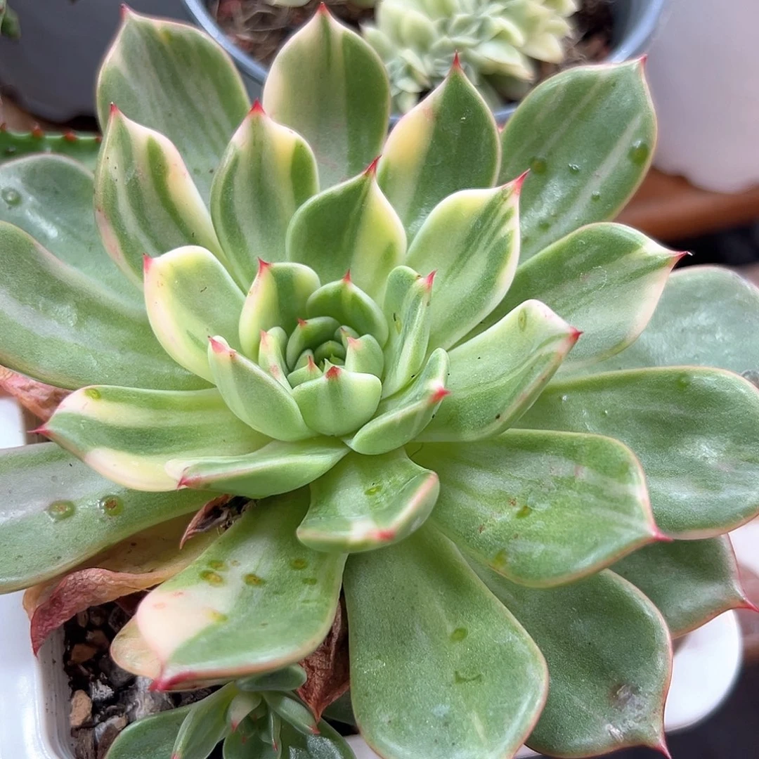 弗朗明哥锦 小方花圃一单包邮非偏远！