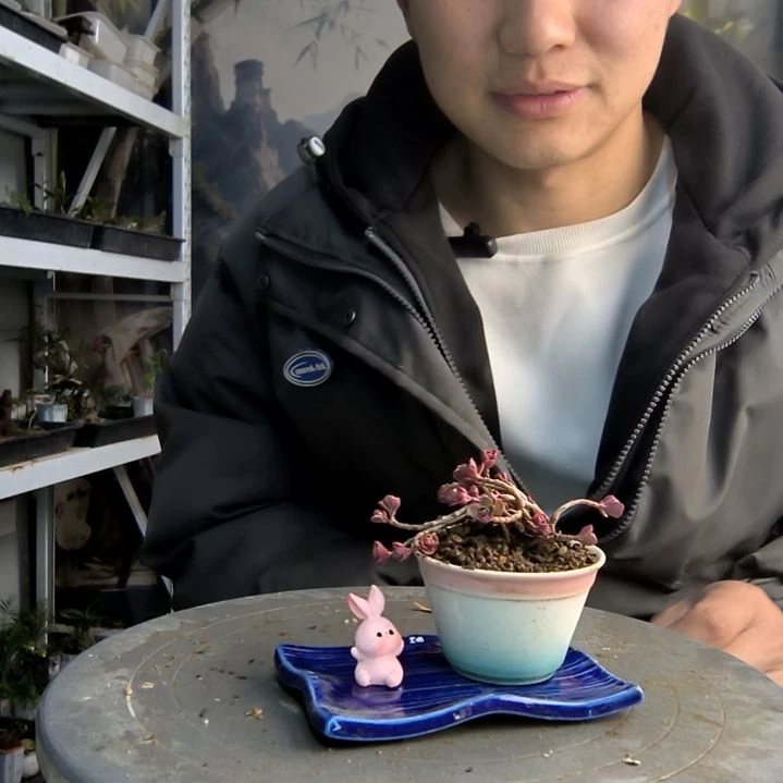 墨*小盆景小植物一物一拍109