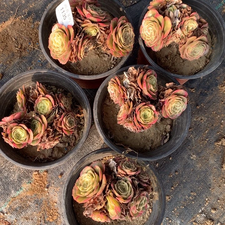 平****1135粉花妖多肉特价不售后5颗