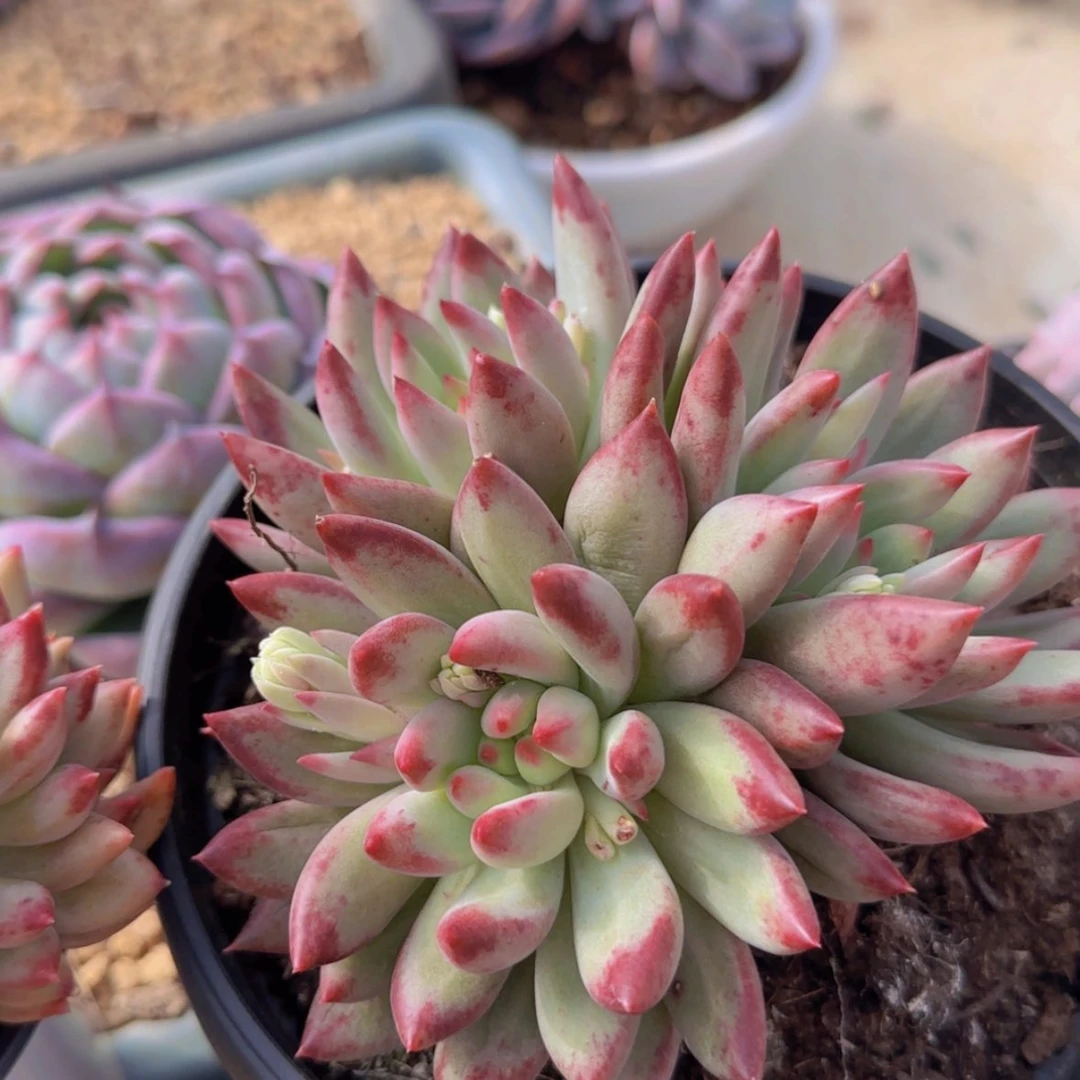 【闪购商品】三头虞美人岩字