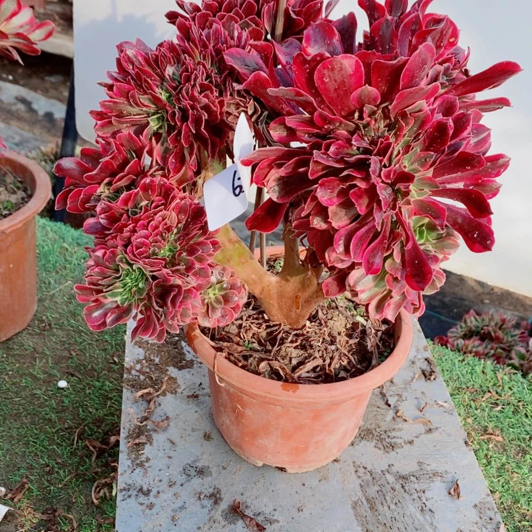 完全开放6305号美杜莎缀化1颗