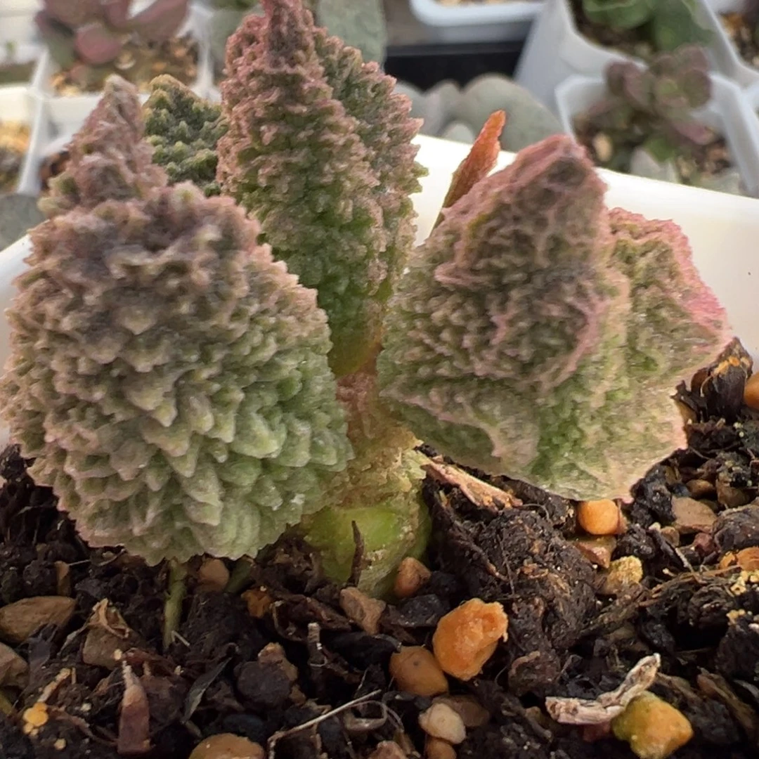 实生新品单头纯木质桩多肉植物