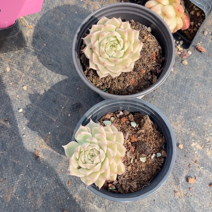 玛格丽特锦8089988